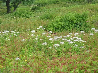 アカソ(手前),イラクサ科