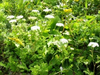 イブキボウフウ,セリ科