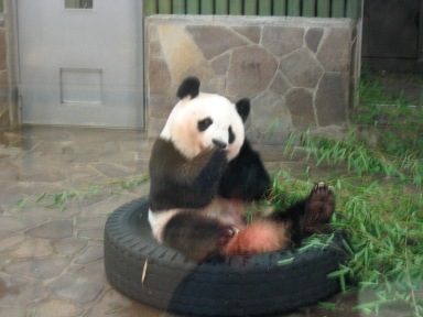 パンダの赤ちゃん ☆ さようなら ☆ ・・ 神戸王子動物園 | 月の滴