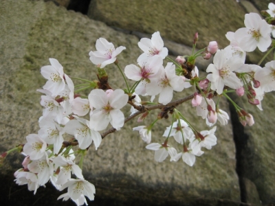 石垣と桜 1