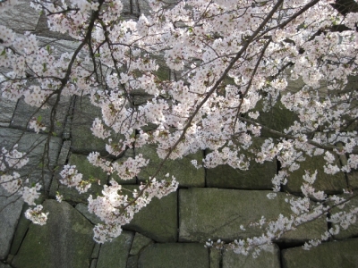 石垣と桜 2