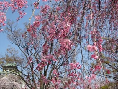 枝垂桜