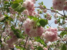 平野撫子