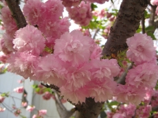 緋桜?