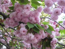 数珠掛桜