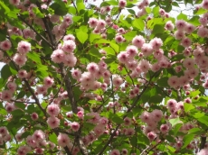 菊桜