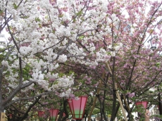 渦桜