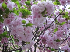 簪桜