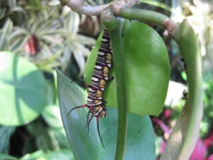 ツマムラサキマダラの幼虫