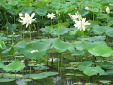 蓮池 白い蓮の花