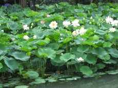 蓮池 白い蓮の花