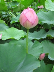 蓮の花の蕾ふくらむ