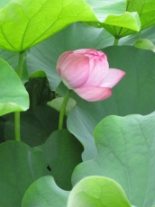 蓮の花の蕾