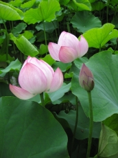 蓮の花 半開きと蕾