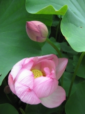 蓮の花開きかけと蕾