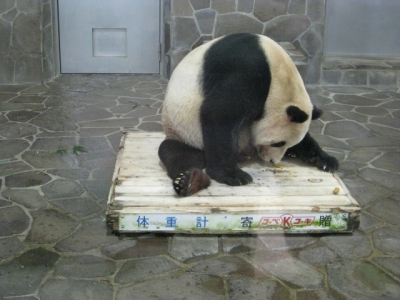 パンダ コウコウ 体重測定