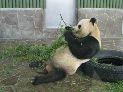 パンダ コウコウ 食事中
