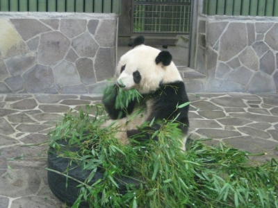 パンダ タンタン 食事中