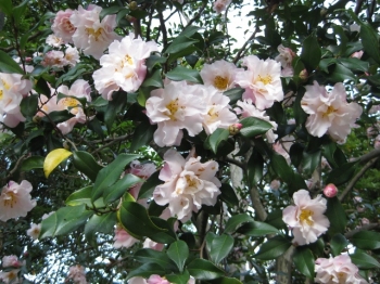 山茶花