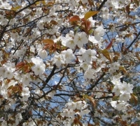 ヤマザクラ 京都・知恩院で 2010.4.4