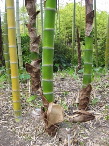 孟宗竹