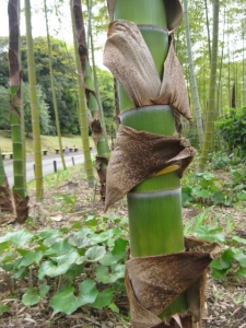 孟宗竹