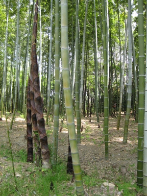 孟宗竹・筍 伊丹昆陽池公園で 2009.5.2