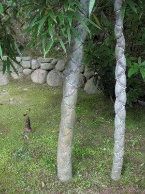 亀甲竹