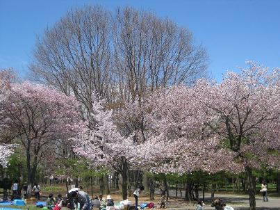 円山公園の桜