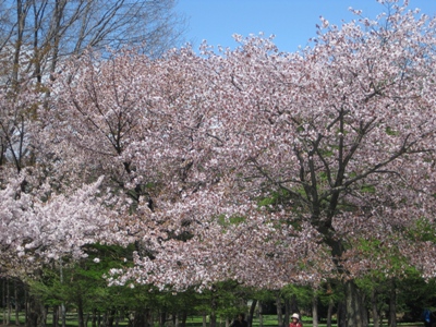 円山公園の桜