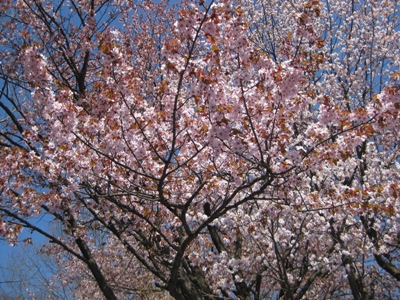 円山公園の桜