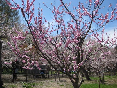 梅・桃・桜