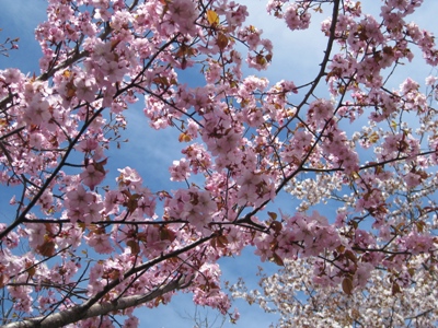 北海道神宮境内の桜