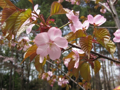 桜