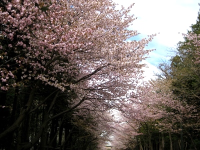 北海道神宮参道の桜並木