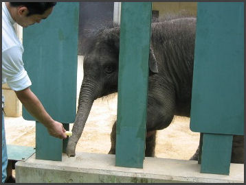 オウジ 2008.7.14