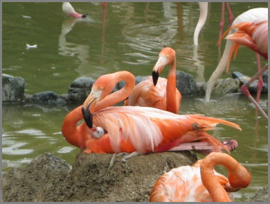 フラミンゴとヒナ