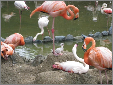 フラミンゴとヒナ