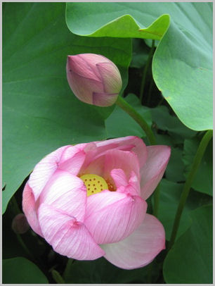 ハスの花 2009.7.2 万博公園・日本庭園