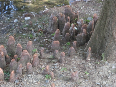ラクウショウの呼吸根(気根)