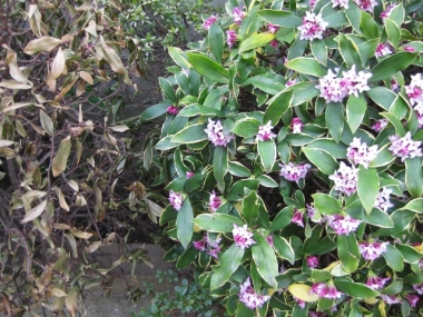 沈丁花と枯れた沈丁花