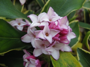 沈丁花(ジンチョウゲ)の花