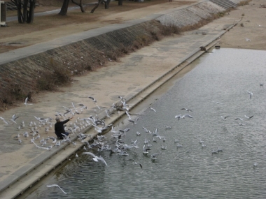 集まってきたカモメたち