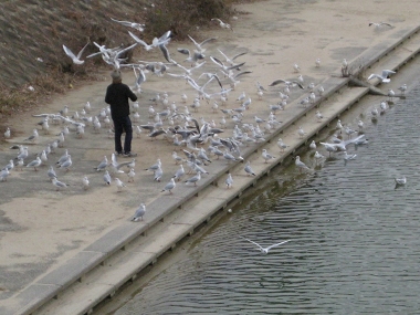 おやつをもらうカモメたち2