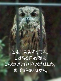ワイルドみみずく