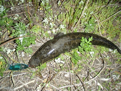 raigyo