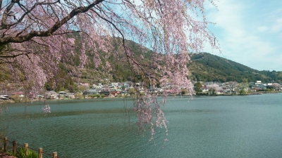 野守桜.jpg