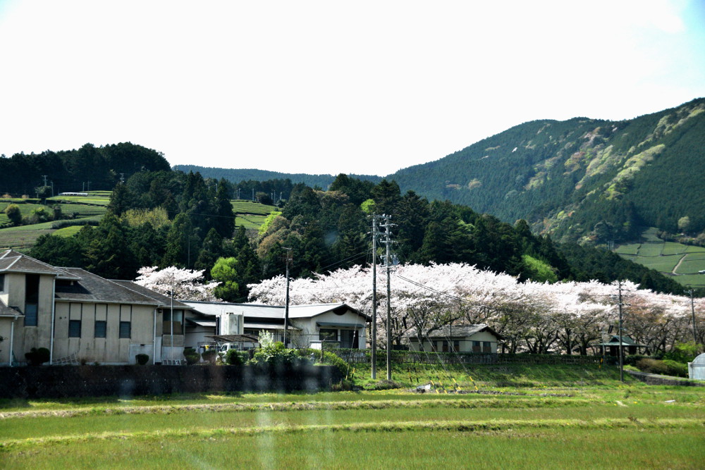 DSC_0418-2.JPG