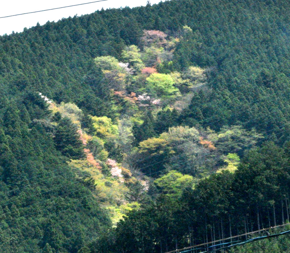DSC_0447-2.JPG
