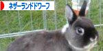ブログ村あいこん